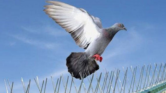 Bird Spikes In Vijayawada in vijayawada